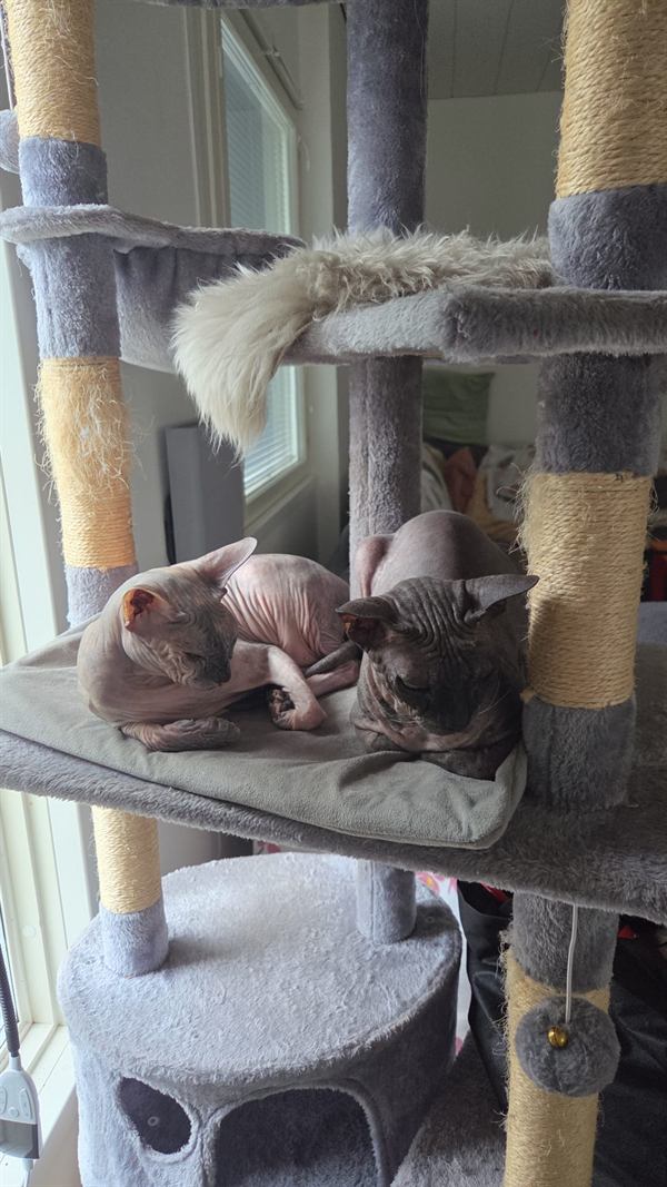 Två sphynxkatter som vilar tillsammans på en klätterställning