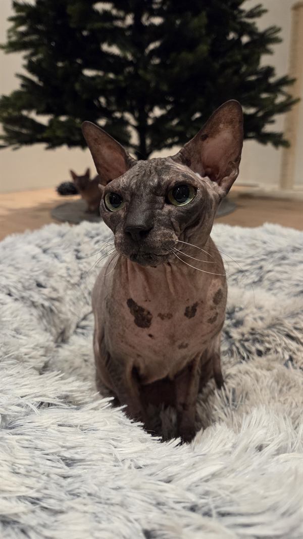 Närbild av en sphynxkatt med stora vakna ögon