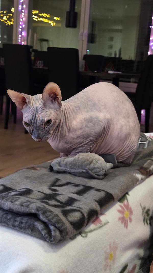 Sphynxkatt som sitter avslappnat på en filt